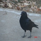 Common Crow.JPG